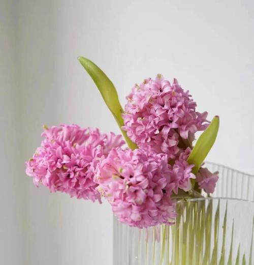 白色风信子花语（白色风信子的神秘象征与传说）