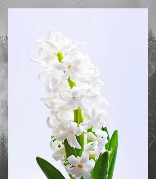 白色风信子花语（白色风信子的神秘象征与传说）