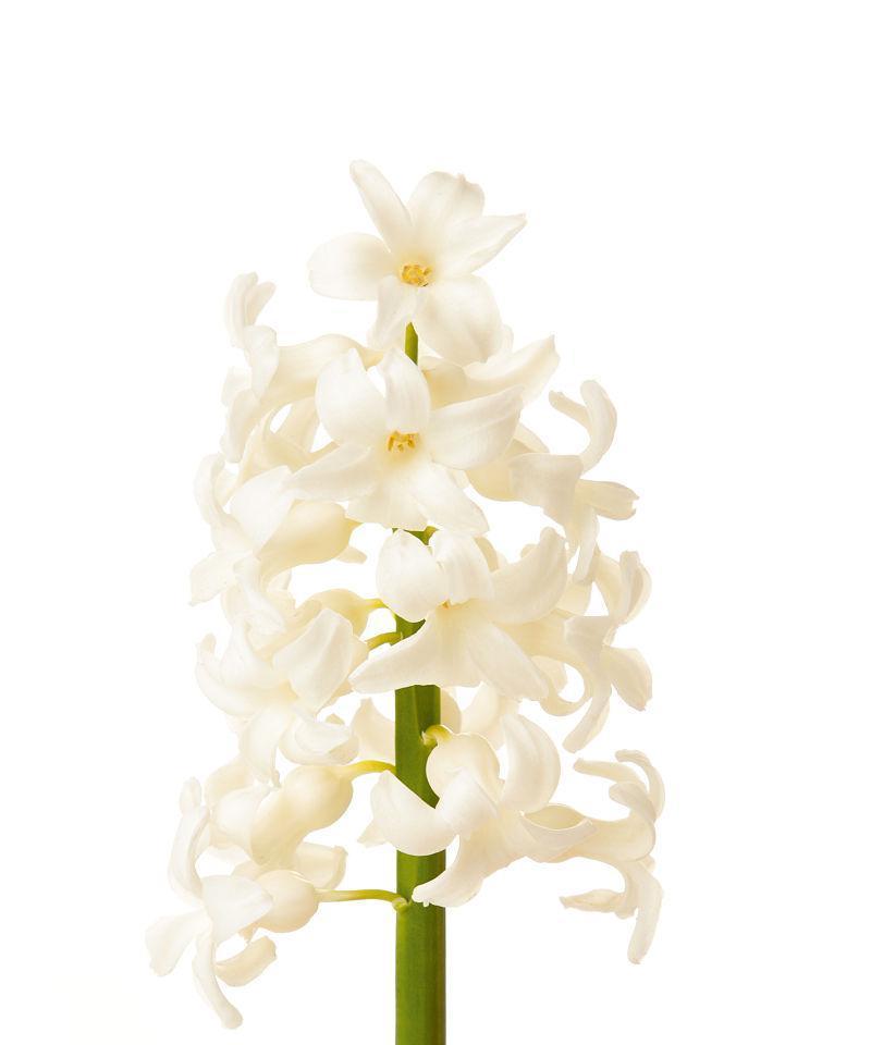 白色风信子花语（白色风信子的神秘象征与传说）