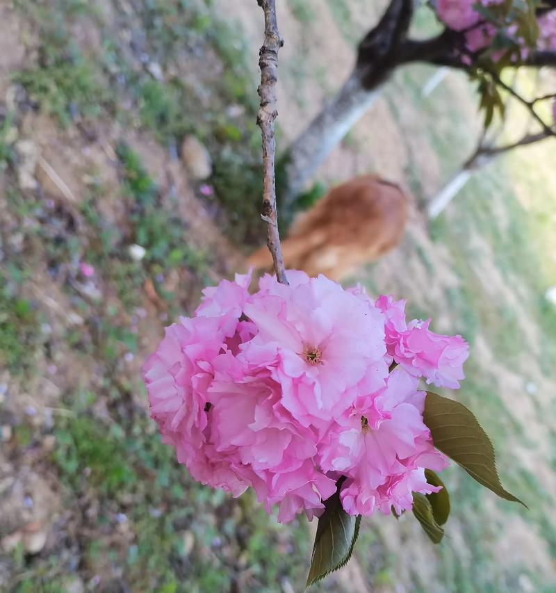 美人樱花（探寻美人樱花的花语之谜）