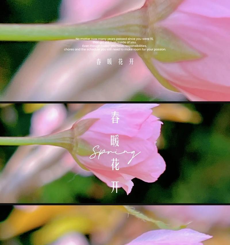 美人樱花（探寻美人樱花的花语之谜）