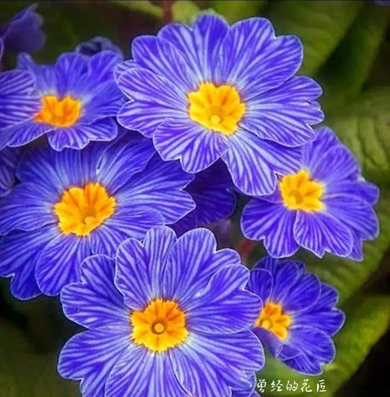 美人樱花（探寻美人樱花的花语之谜）