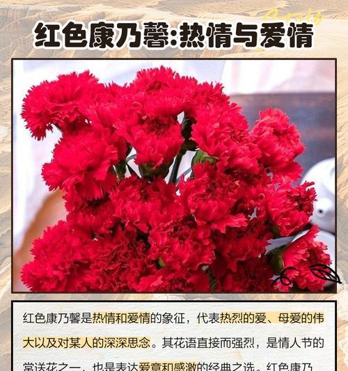 康乃馨的寓意与象征（传递情感和表达爱意的鲜花）