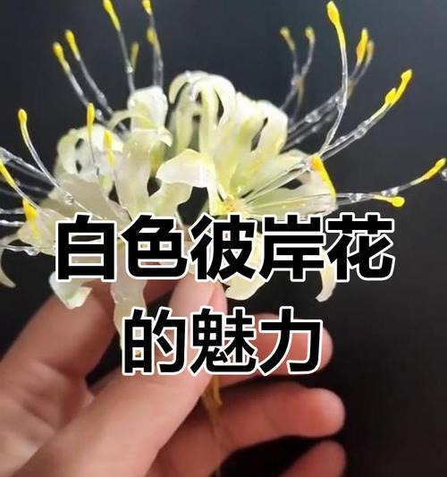 白彼岸花的象征意义（探寻白彼岸花在文化中的角色）