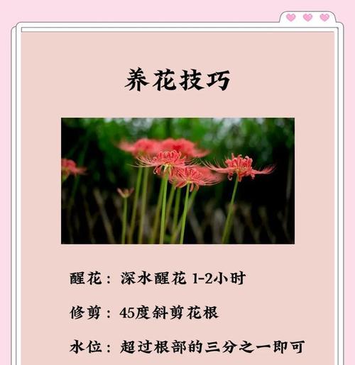 白彼岸花的象征意义（探寻白彼岸花在文化中的角色）