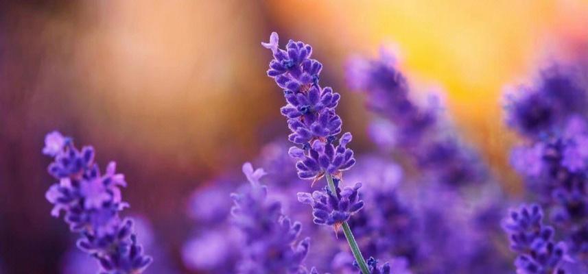 薰衣草花象征爱情吗？它们的花语是什么？