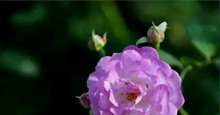 送紫色的花有什么含义？紫色花卉代表了哪些情感？
