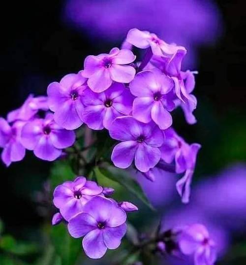 送紫色的花有什么含义？紫色花卉代表了哪些情感？