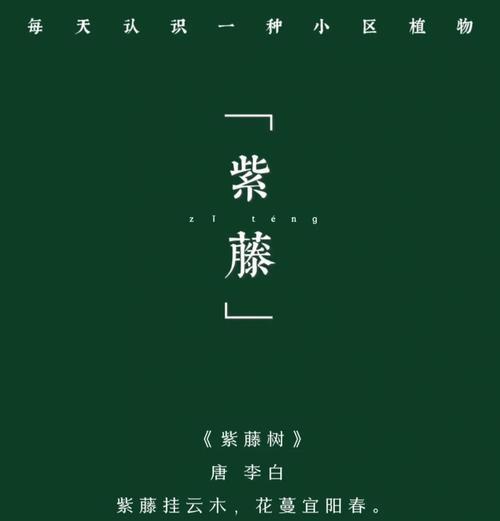 紫藤花有哪些传统寓意？它们在文化中扮演什么角色？