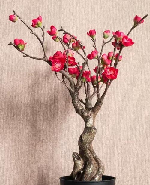 春节摆放什么花和柑橘树？它们的寓意是什么？