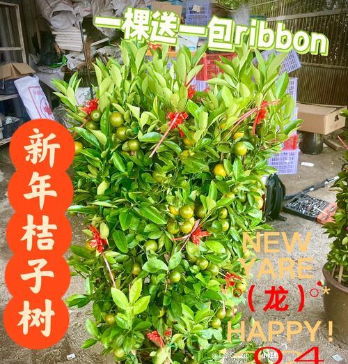 春节摆放什么花和柑橘树？它们的寓意是什么？