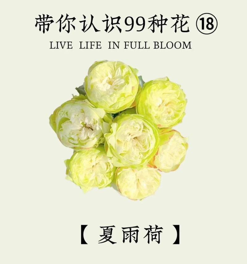 雨花节选中雨花代表什么意义？