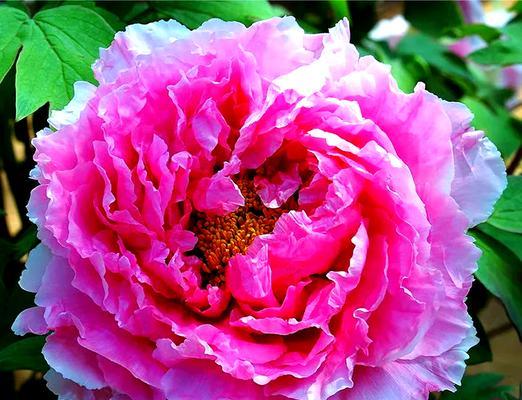 古代富贵花是什么？象征财运的花有哪些？