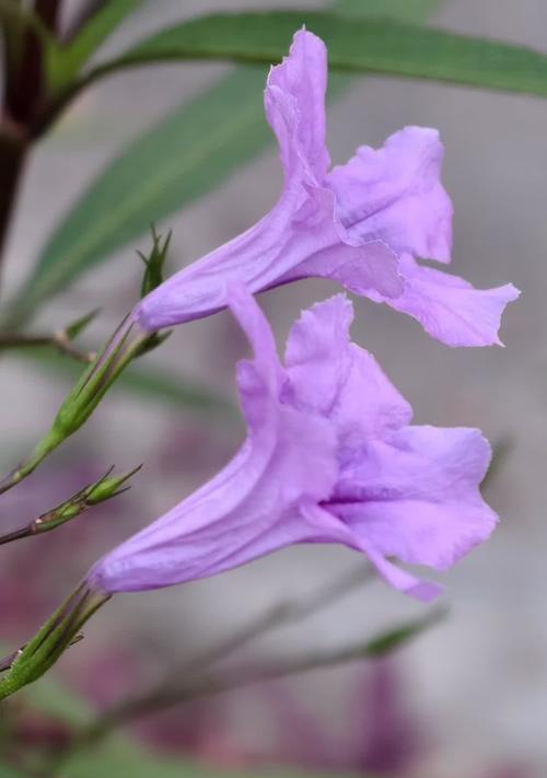 白色和紫色花的寓意是什么？它们代表了哪些意义？