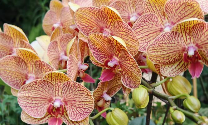 供奉黄色的花代表什么？黄色花朵的寓意是什么？