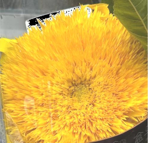 供奉黄色的花代表什么？黄色花朵的寓意是什么？
