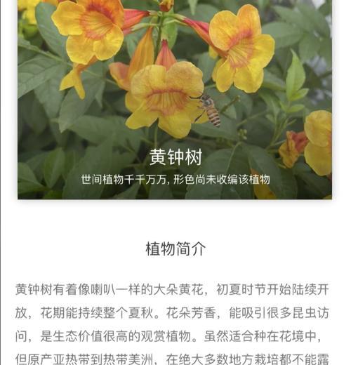 供奉黄色的花代表什么？黄色花朵的寓意是什么？