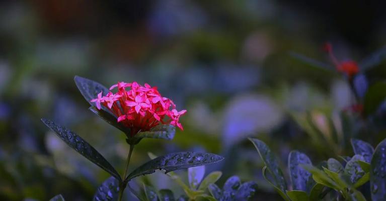 端午节送别人花代表什么？端午节送别人花的寓意是什么？