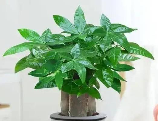 哪些花象征着健康和财运？