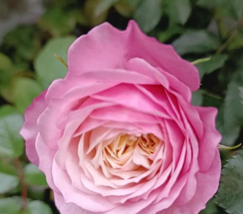 月季花象征什么爱情？月季花的爱情寓意是什么？