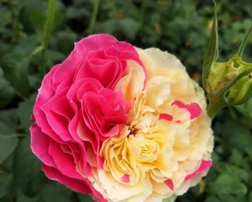月季花象征什么爱情？月季花的爱情寓意是什么？