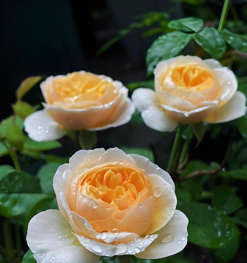 月季花象征什么爱情？月季花的爱情寓意是什么？