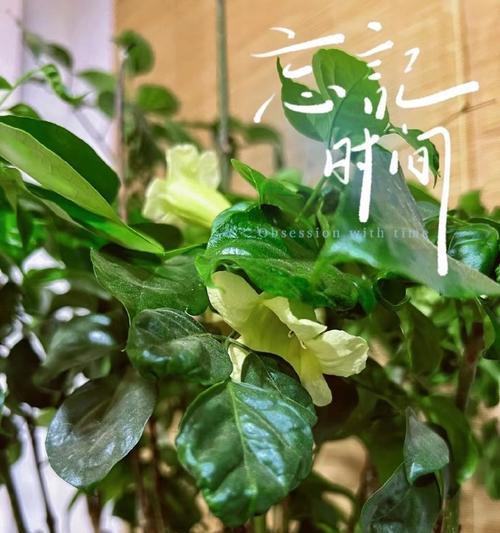 幸福树永生花象征着什么？它在风水学中有何作用？