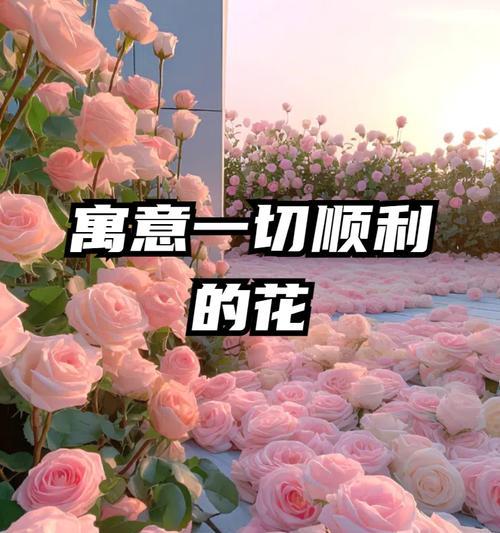 各色玫瑰花的寓意是什么？送各色玫瑰花有什么含义？