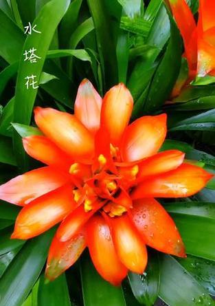 有哪些寓意吉祥的花成语？