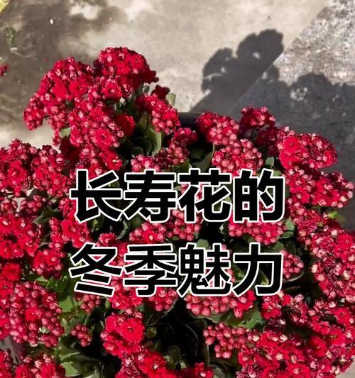 红色花象征着什么？红色花卉的含义有哪些？