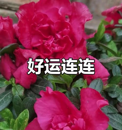 红色花象征着什么？红色花卉的含义有哪些？