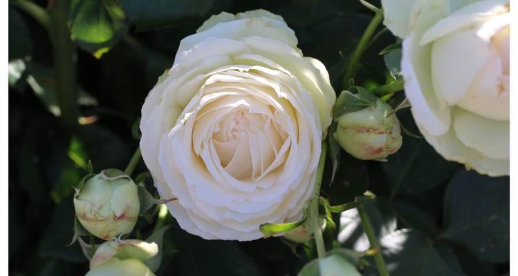 如何挑选浪漫花语期的花卉？浪漫花语期有哪些推荐？