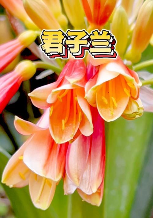 富贵吉祥的花有哪些？它们的寓意是什么？