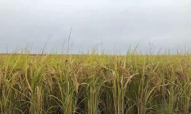 国庆摆放红黄花有何寓意？它们象征着什么？