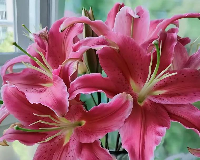 红色寓意的花有哪些？这些花代表什么意义？