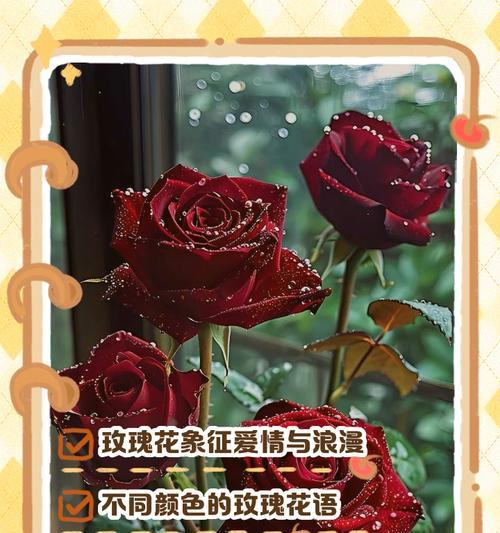 大朵金色玫瑰花有何寓意？它的象征意义是什么？
