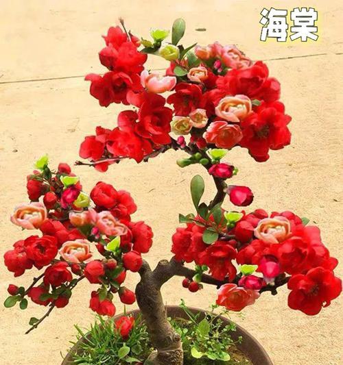 红色水晶花的花语是什么？红色水晶花寓意着什么？
