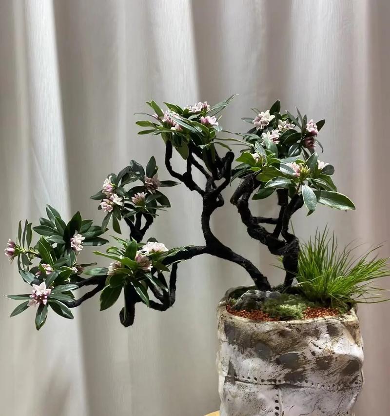 哪些花语代表吉祥？