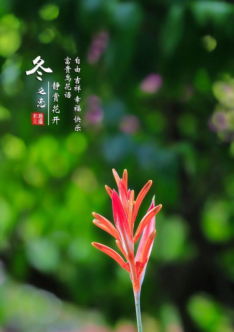 哪些花语代表吉祥？