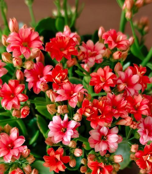 送红色的花代表什么含义？