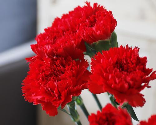 送红色的花代表什么含义？