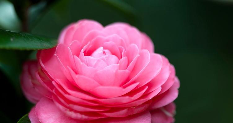 节气与特定花朵的寓意有何联系？