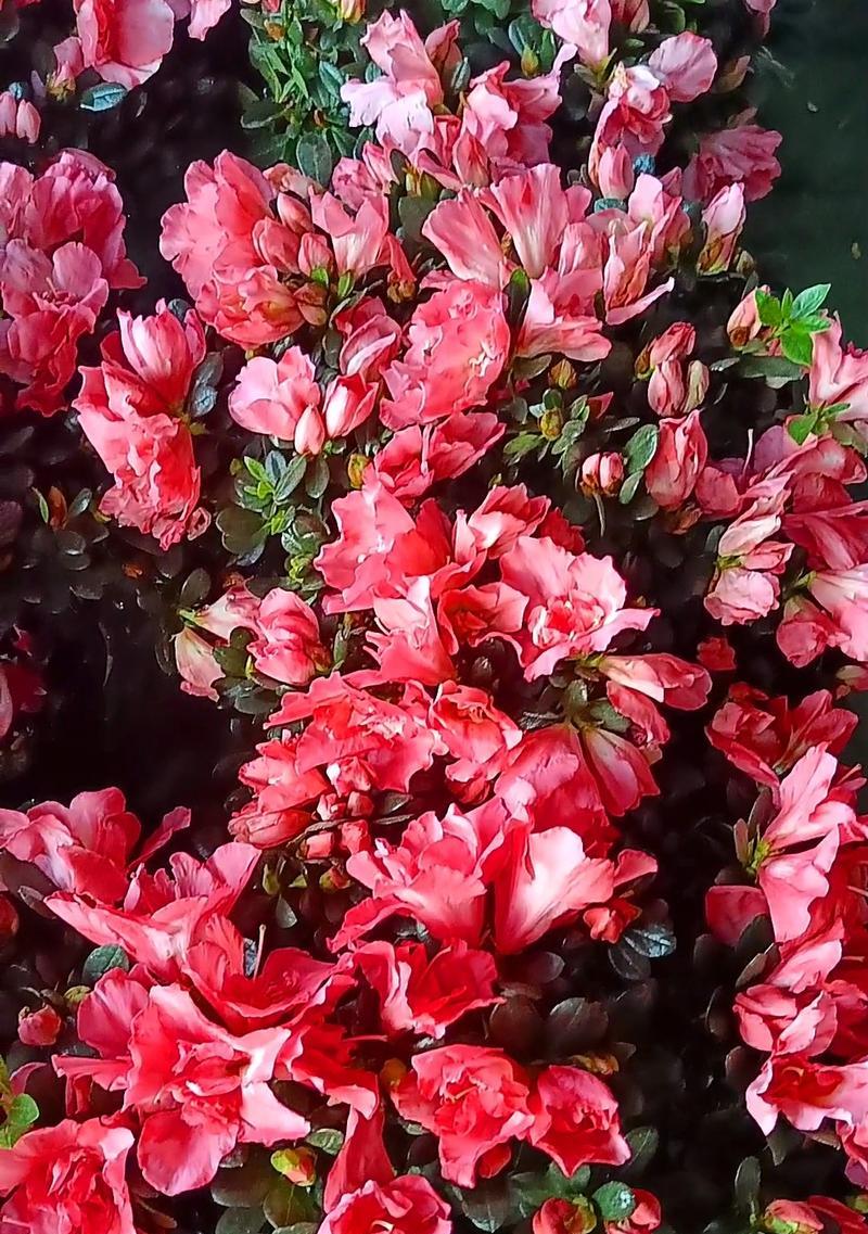 淡粉色的花寓意是什么？淡粉色花卉的象征意义有哪些？