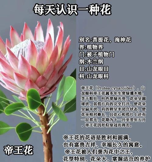 木色花朵的花语是什么？