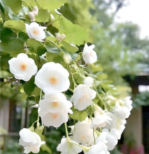 哪些花象征痛苦的爱情？