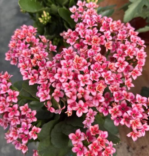 哪些花寓意健康长寿？花的健康长寿含义是什么？