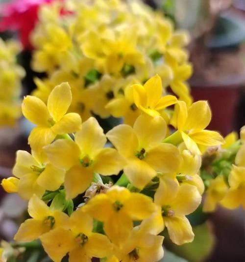 哪些花寓意健康长寿？花的健康长寿含义是什么？