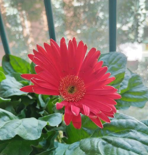 红色扶郎花寓意什么？扶郎花使用时应注意哪些禁忌？