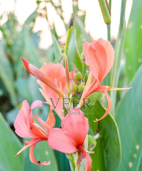 手捧甘蔗花有何特殊含义？它象征着什么？