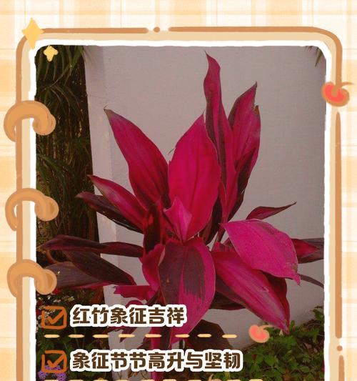 哪些红色的花象征着富贵？